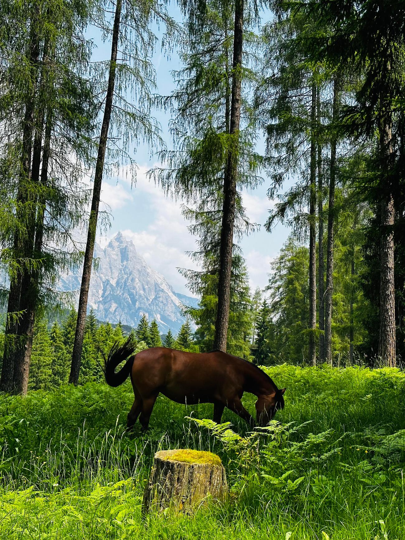 一匹棕色的马在一片阳光普照的森林空地上吃草，周围是高大的树木. 在晴朗的天空下，一座山峰在背景中清晰可见.